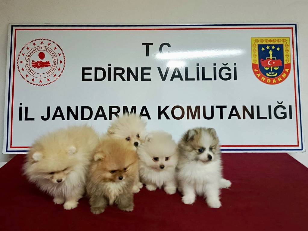 Edirne'de şüpheli araçtan cins köpekler çıktı