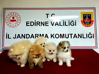 Edirne'de şüpheli araçtan cins köpekler çıktı