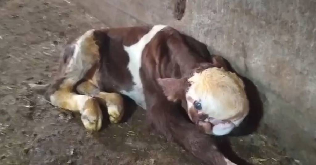 Yozgat'ta yeni doğan buzağının görüntüsü şaşkınlık yarattı