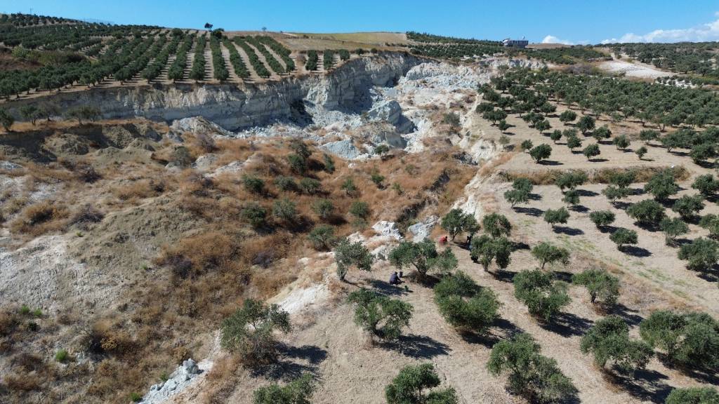 Depremin ikiye böldüğü zeytin bahçesinde tedirgin eden hasat