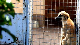 Barınakta 'öldü' denilen köpeğin uyuduğu ortaya çıktı: 'Aşağılıkça!'