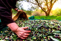  Sofralık zeytin ihracatında Türkiye'den rekor: Talep büyük ülkelerden geldi!