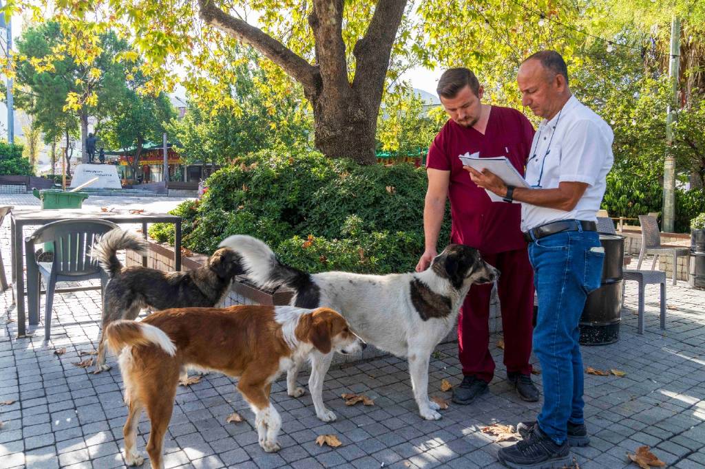 İzmir’de sahipsiz köpeklerin sayımı başladı… Peki, verilerle ne yapılacak? İşte cevabı…