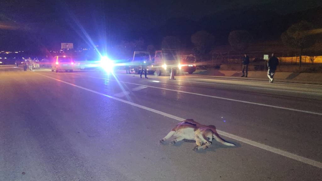 Van’da köpeğe çarpmamak için kaza yaptı: 2’si ağır 8 yaralı…