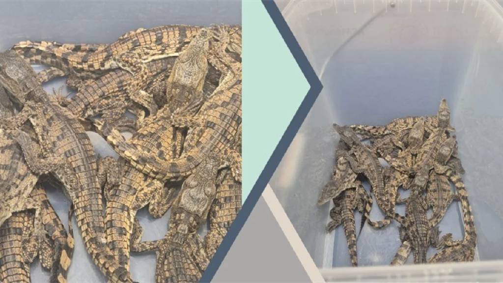 Havalimanında canlı hayvan operasyonu: Timsah ve Nil varanlarına el konuldu