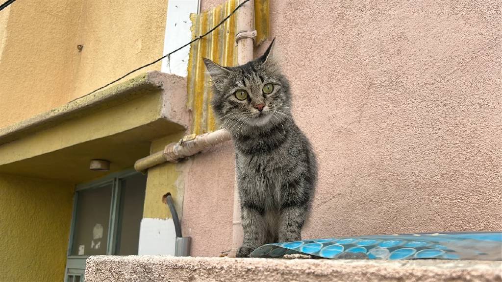 80 yaşındaki adam kedi yüzünden baba ve oğluna ateş açtı