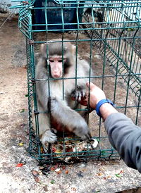 Antalya'da izinsiz Rhesus Maymununu besleyen şahsa para cezası!