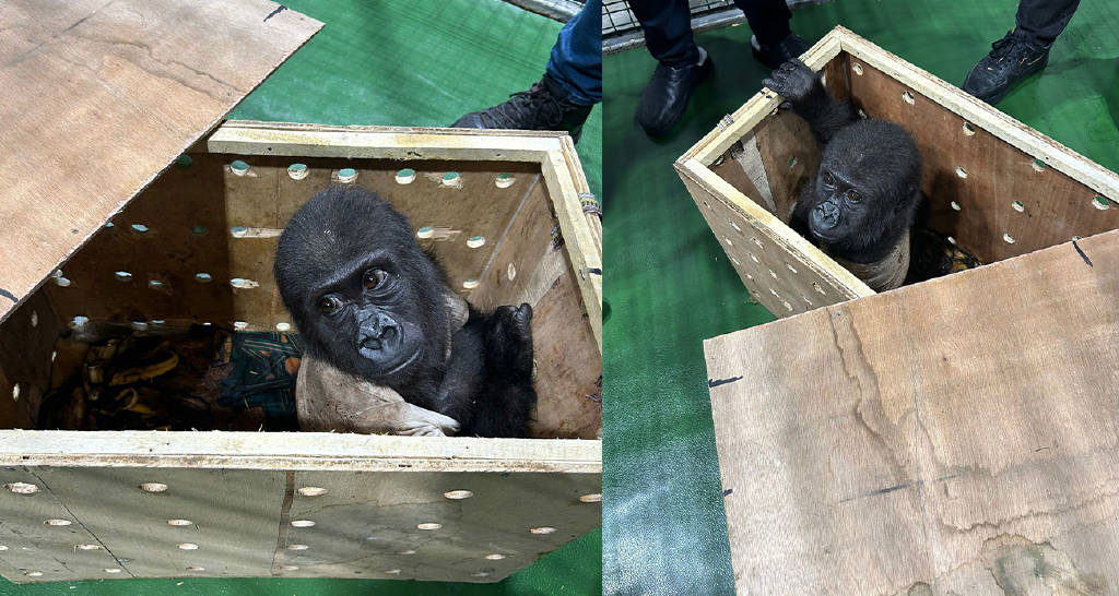 İstanbul Havalimanı’nda nesli tükenmekte olan “gorilla gorilla” türü maymun ele geçirildi