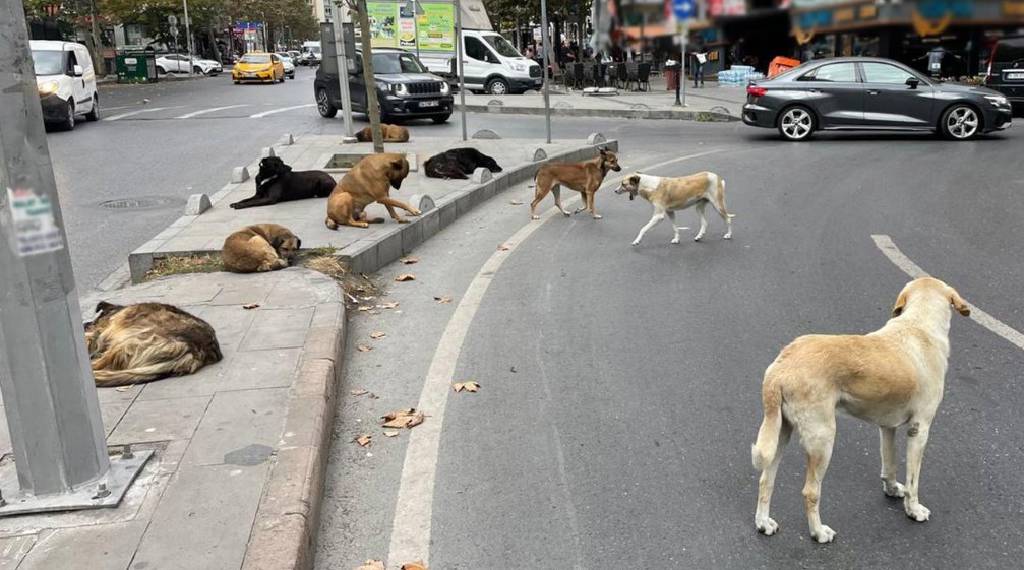 Gözler Meclis’te… 'Sokak hayvanları' maratonu başlıyor...
