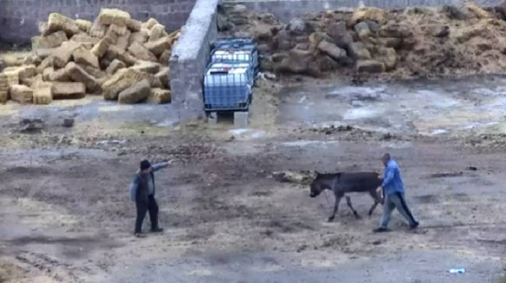 Kayseri'de korkunç olay… Eşeği kesip, 5 atı zehirlediler