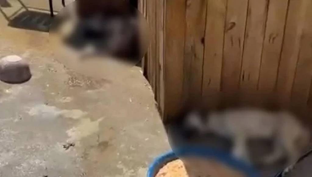 Altındağ'da katliam var... 5 köpek zehirlenerek öldürüldü...