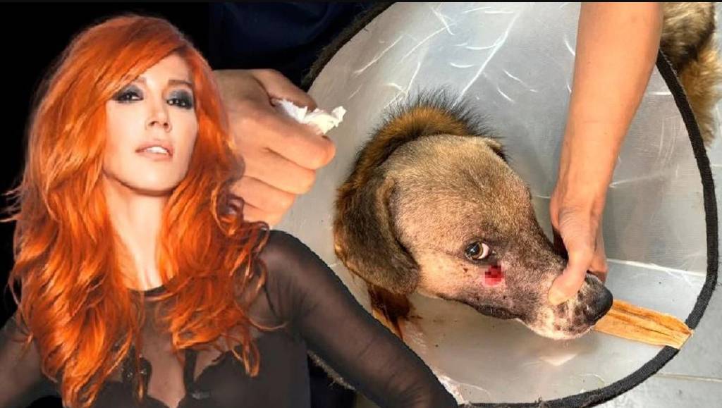 Zonguldak'ta alkollü şahsın vurduğu köpeği Hande Yener sahiplendi