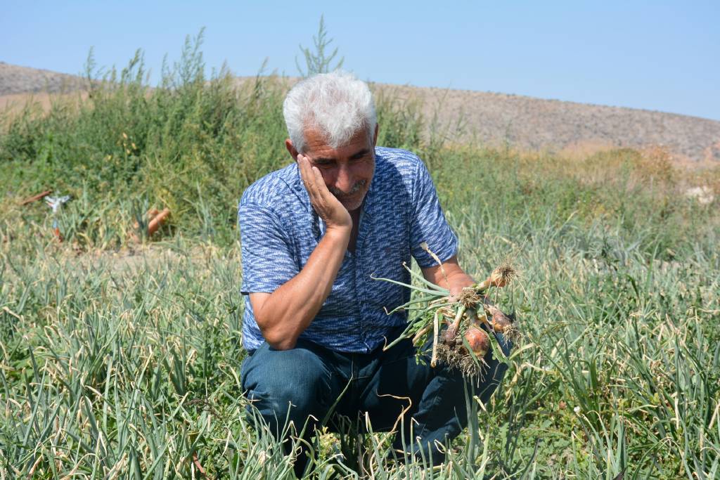 Soğan tarlada yandı! Rekoltede düşüş olabilir…