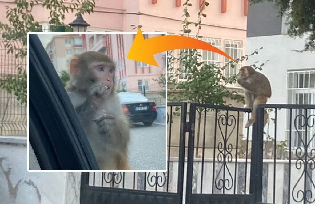 Çorum’da maymun dehşeti: Evden kaçıp genç kızı ısırdı
