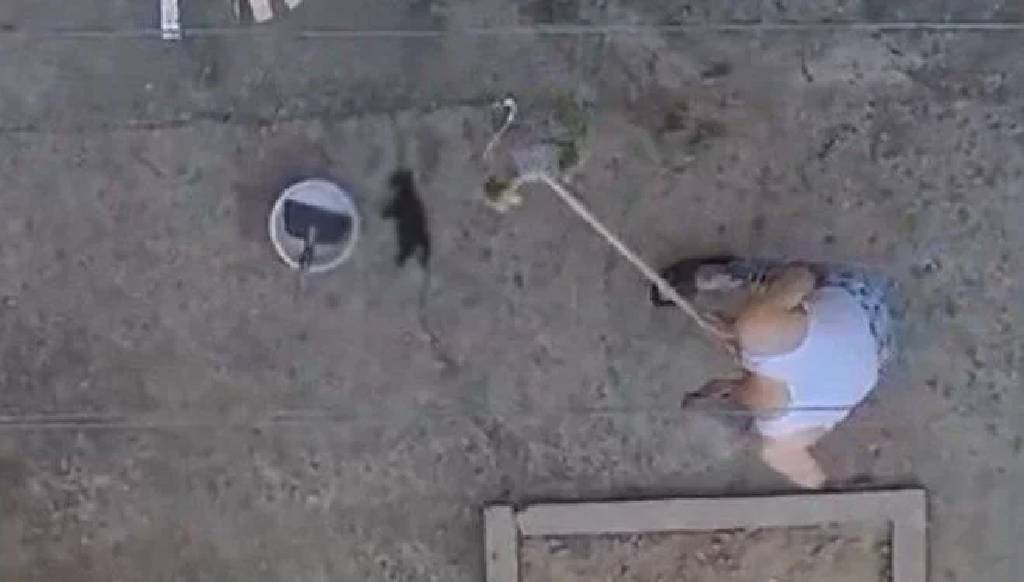 3 yavru kedi fırça sapıyla öldürüldü!
