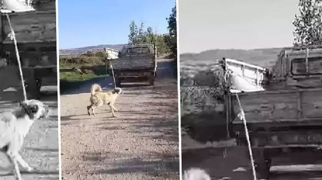 Amasya Valiliği'nden 'köpeğe eziyet' açıklaması: 'Şüpheli yakalandı'