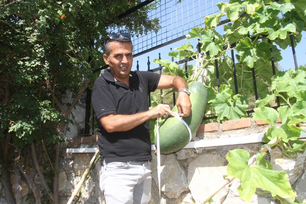 Böyle salatalık görülmedi! Gören bir daha bakıyor: Tam 20 kilogram ağırlığında