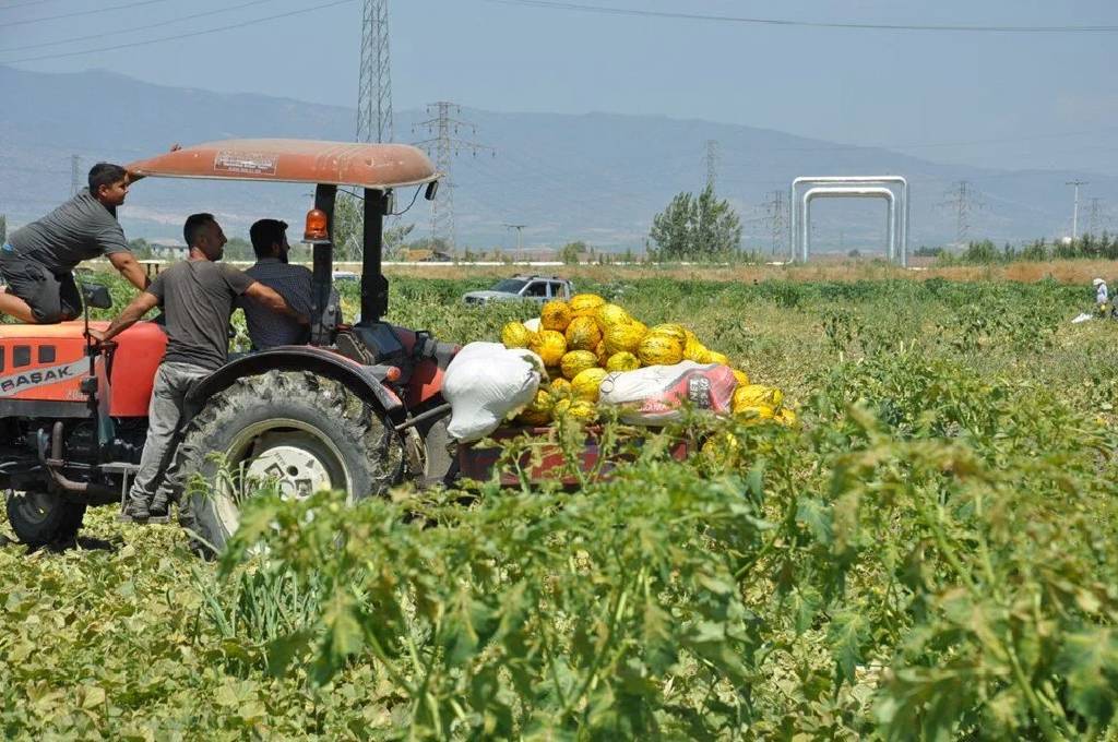 Manisa'da çiftçiler umduğunu bulamayınca 600 ton kavun ve karpuzu bedava dağıttı
