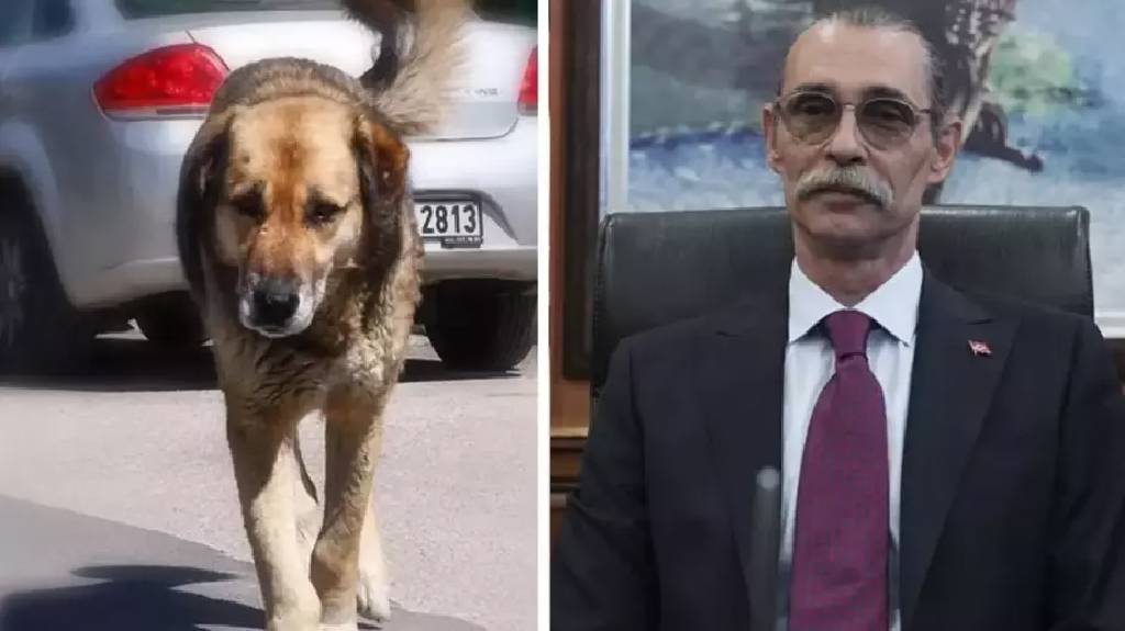 Erdal Beşikçioğlu'ndan tepki çeken karar: Çocuğu ısıran köpek yine aynı yere bırakılacak!