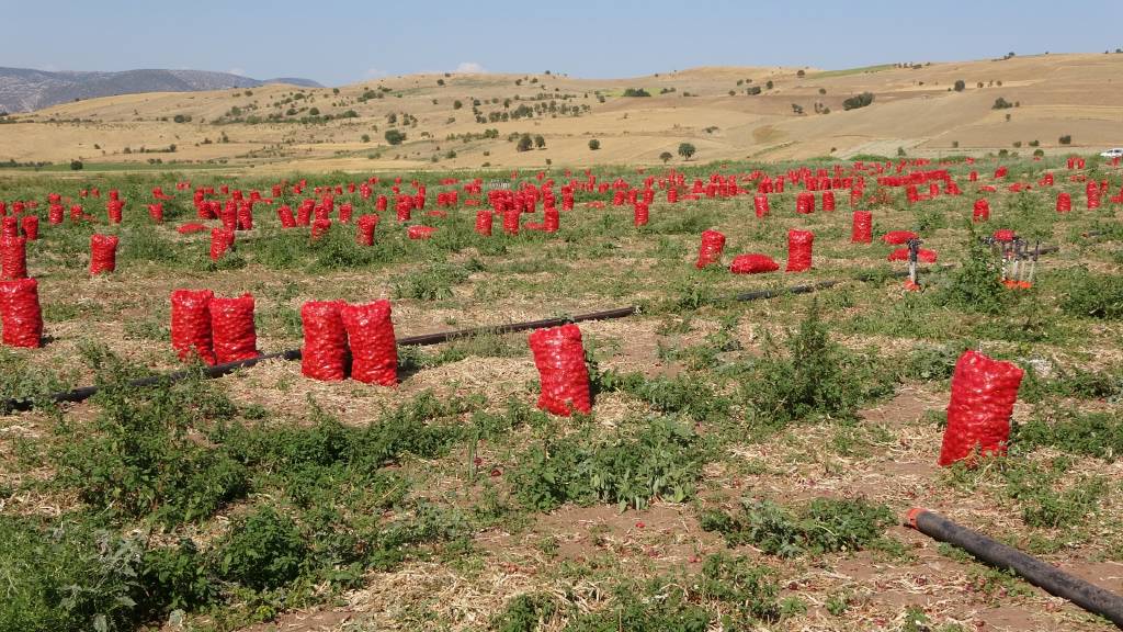 Soğanda hasat dönemi: Tarlada hem ürün azaldı hem fiyatı düştü; pazarda üç katına satılıyor