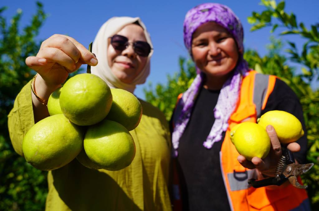 Yılda 1 milyon tondan fazla üretiliyor! Limonun başkenti Erdemli’de hasat başladı…