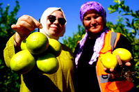 Yılda 1 milyon tondan fazla üretiliyor! Limonun başkenti Erdemli’de hasat başladı…