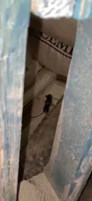 Fırında çıktı... Kırşehir’de hijyen denetimi yapan ekiplere fareli karşılama! 