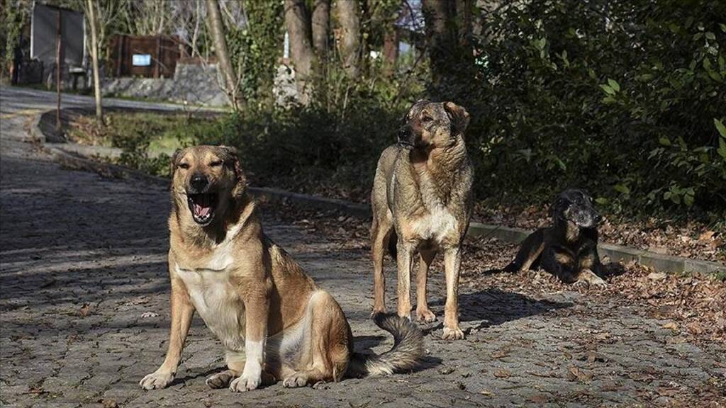 Sahipsiz hayvanlar için kritik düzenleme AYM'de