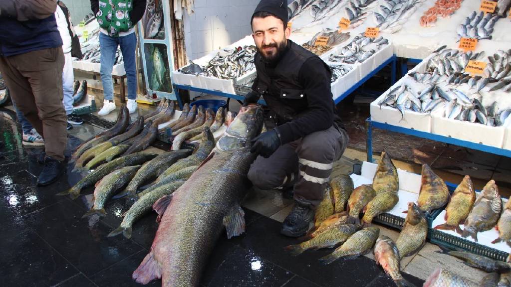 1 metre 65 santim uzunluğunda, tam 120 kilo! Batman'da balıkçılar turnayı gözünden vurdu...