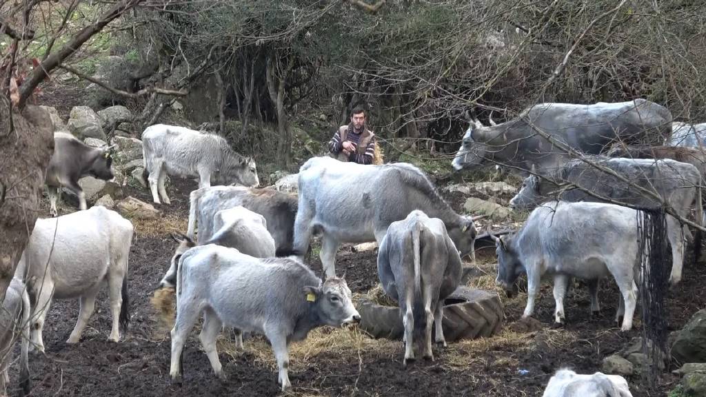 Bursa'da 750 yıllık safkan yerli hayvanları kurşuna dizdiler!