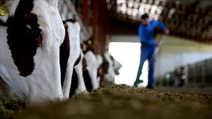 2026'da hayvancılık sektörüne rekor destek