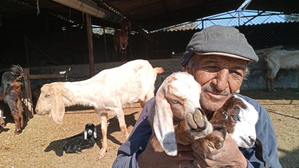 Başıboş köpekler, hem insana hem de hayvana saldırıyor! Silifke’de, gebe 26 hayvan telef oldu