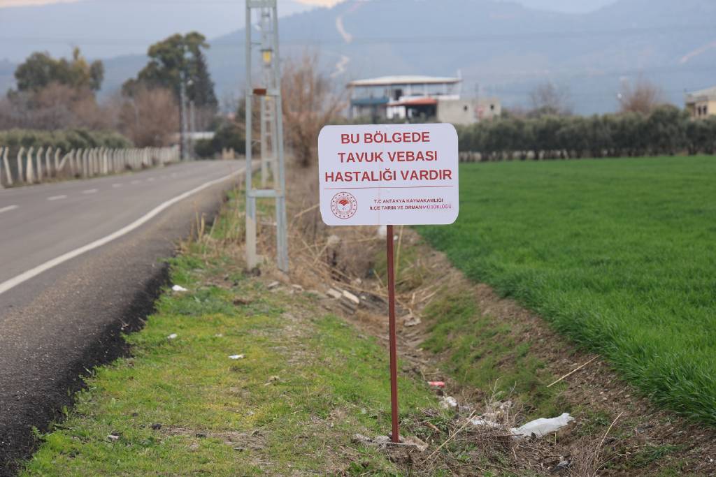 Kuş vebası görülen mahallede alarm! 338 kanatlı hayvan itlaf edildi