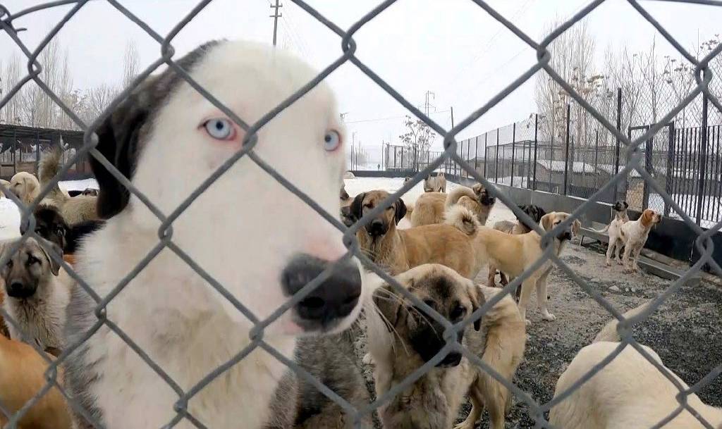 Erzincan’da köpek katliamı iddiası: Belediye çalışanları görevden uzaklaştırıldı