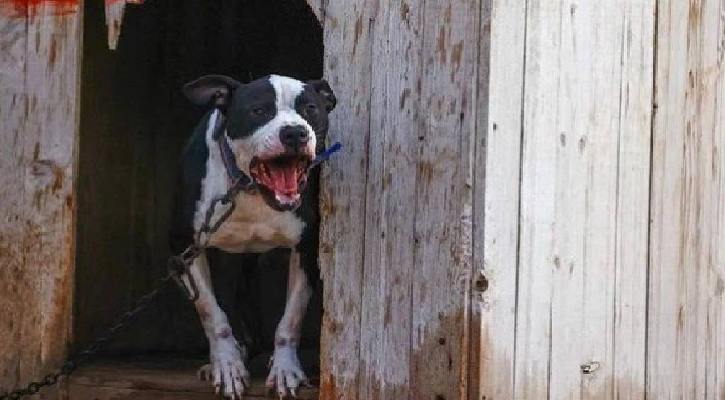 İstanbul'da polise pitbull saldırısı! 42 suç kaydı bulunan köpek sahibi tutuklandı…