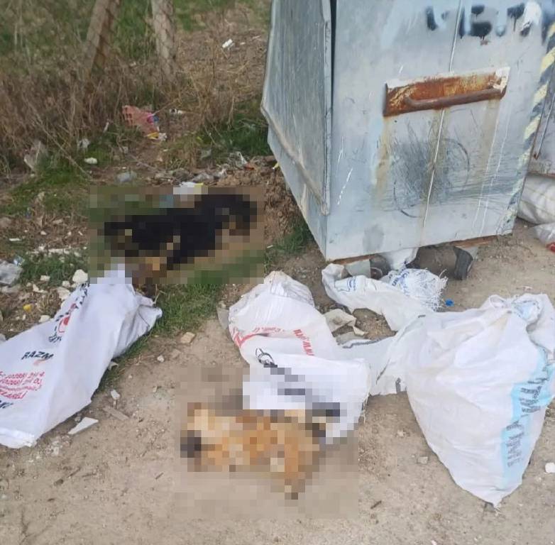 Kırklareli'nde, 11 köpek ve 1 kuzu ölü bulundu