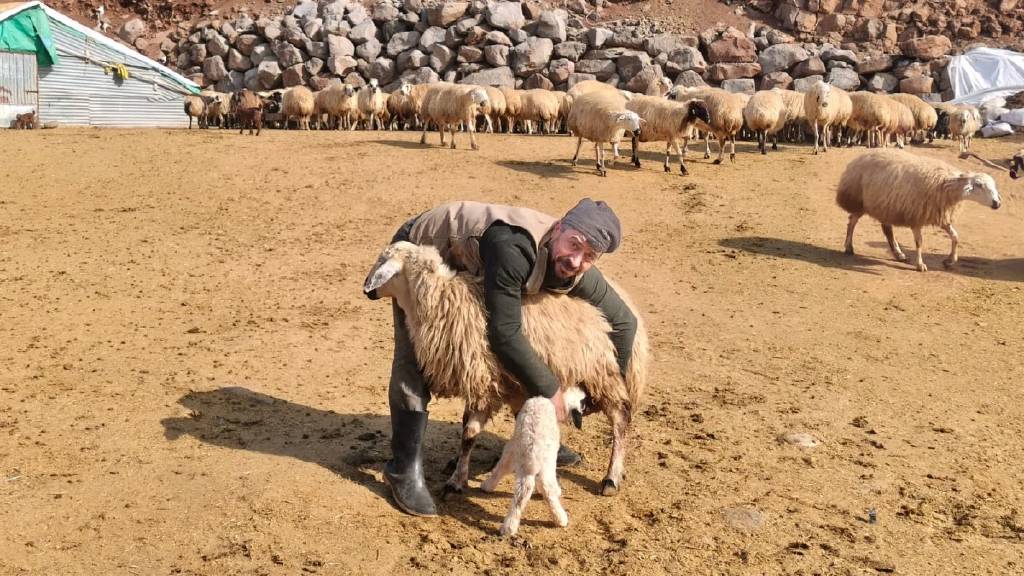 Tunceli'de şap tedirginliği yaşayan üreticiler 24 saat kuzu nöbeti tutuyor