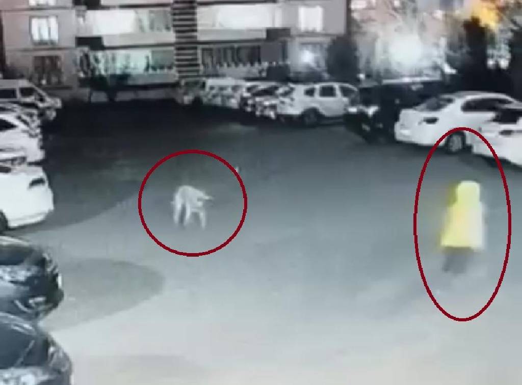 Diyarbakır'da sokak köpeğinin saldırdığı 3 kişi yaralandı! ‘İlla bir insanın ölmesi mi lazım?’