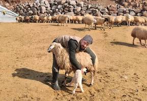 Tunceli'de şap tedirginliği yaşayan üreticiler 24 saat kuzu nöbeti tutuyor