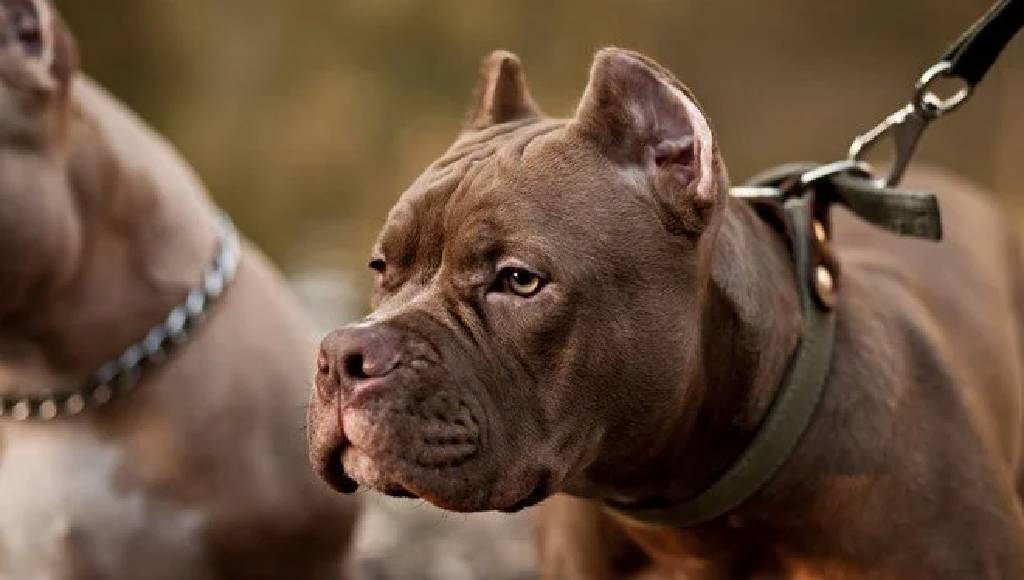 ABD'de sıra dışı olay! Patisi tetiğe takıldı, köpek sahibini vurdu...