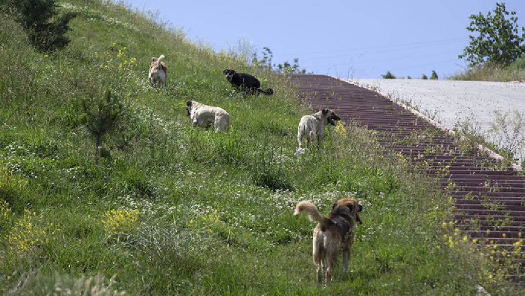 Ankara Valisi: Köpek sorununu, yaza kadar gündemimizden çıkarmamız lazım…