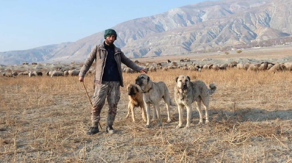 Erzincan’da, 100 bin lira maaşla çalışacak çoban yok!