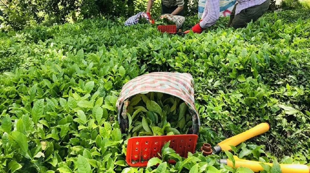 Tarım ve Orman Bakanlığı açıkladı… Yaş çay alım fiyatı belli oldu!