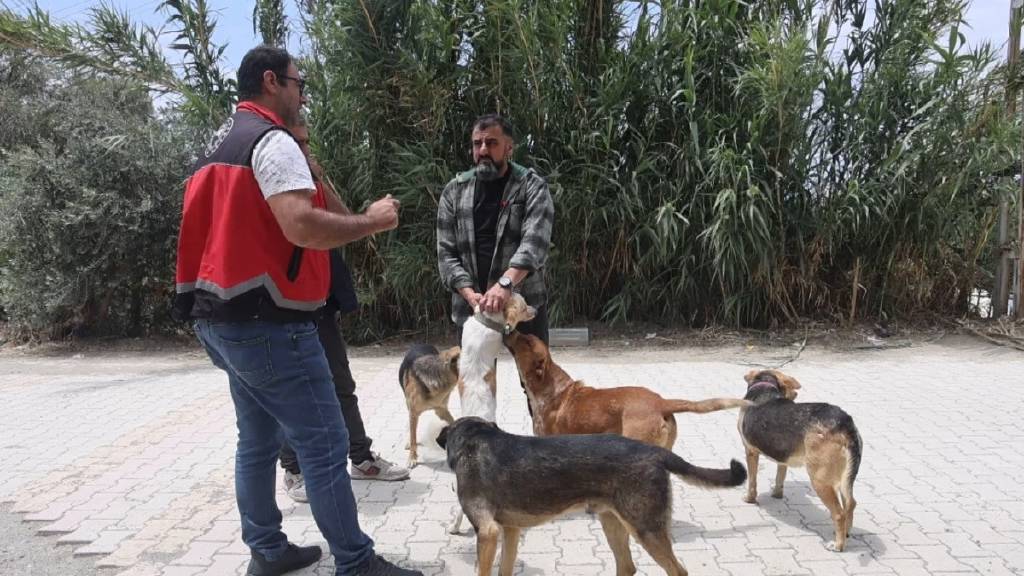 Hatay’ın 4 mahallesinde kuduz karantinası