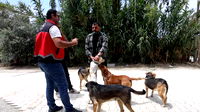 Hatay’ın 4 mahallesinde kuduz karantinası