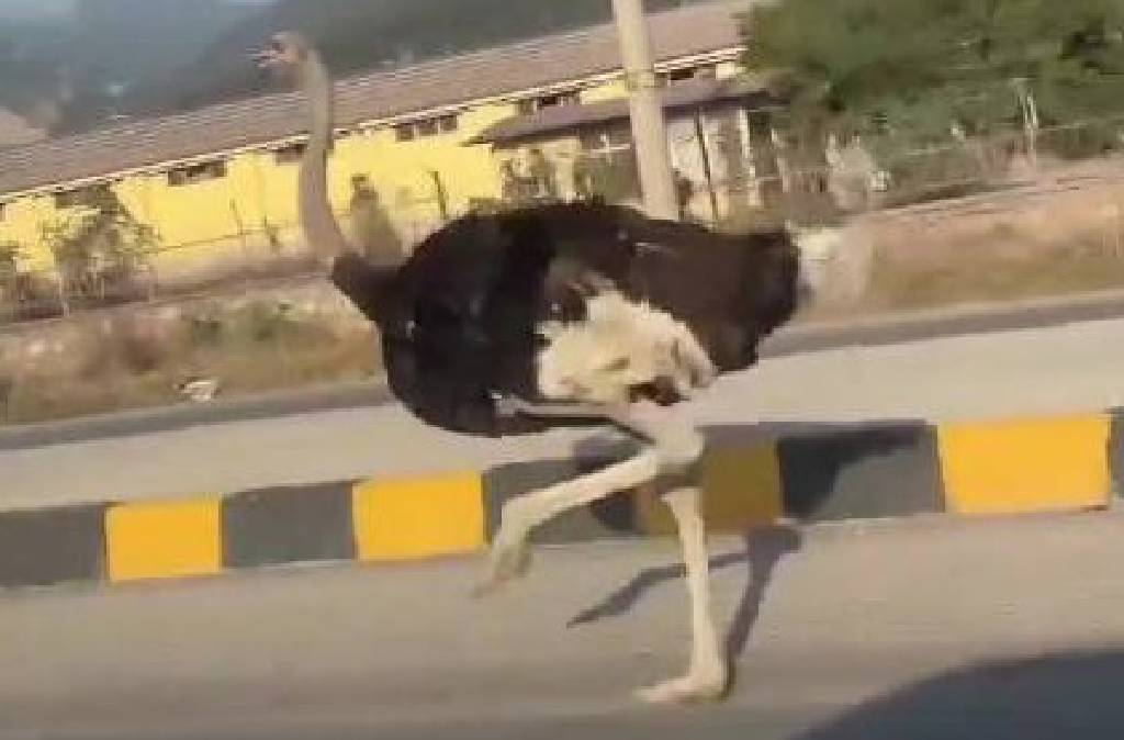 Deve kuşu, sürücülere zor anlar yaşattı