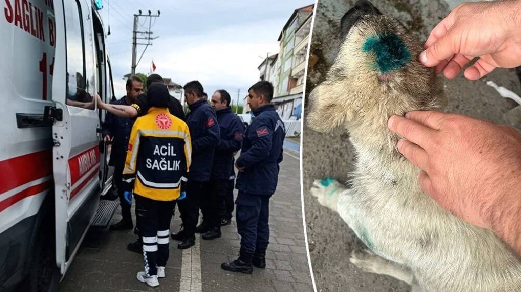 Zonguldak’ta akıllara durgunluk veren olay: İnsan köpeği ısırdı!