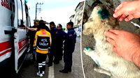 Zonguldak’ta akıllara durgunluk veren olay: İnsan köpeği ısırdı!