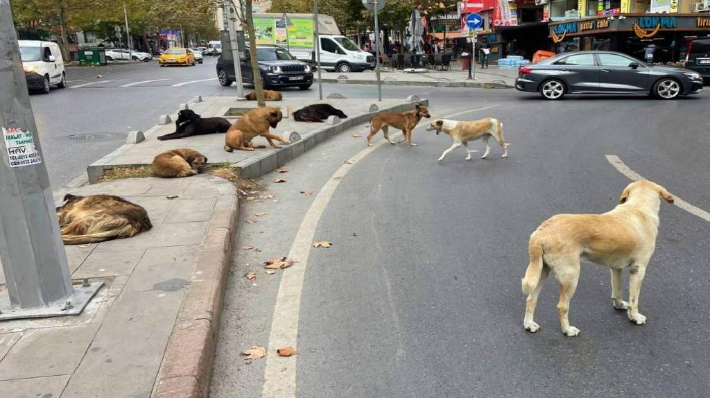 Hayvanseverlerin bağışlarını zimmete geçiren 10 şüpheli tutuklandı…