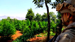 Diyarbakır'da 12 milyon 389 bin kök kenevir ve skunk ele geçirildi